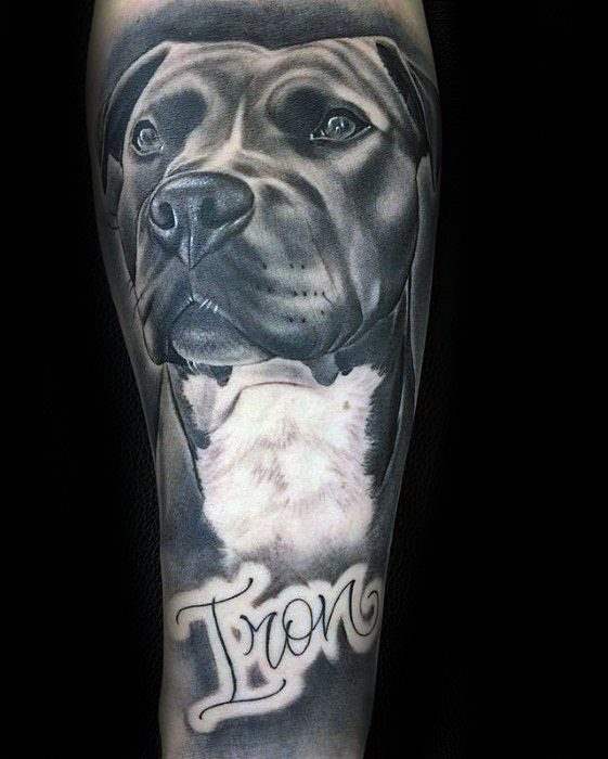 pitbull tattoo 49