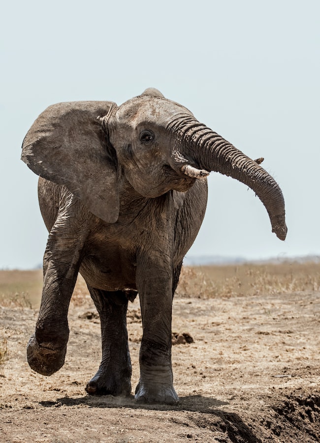 un elefante en áfrica