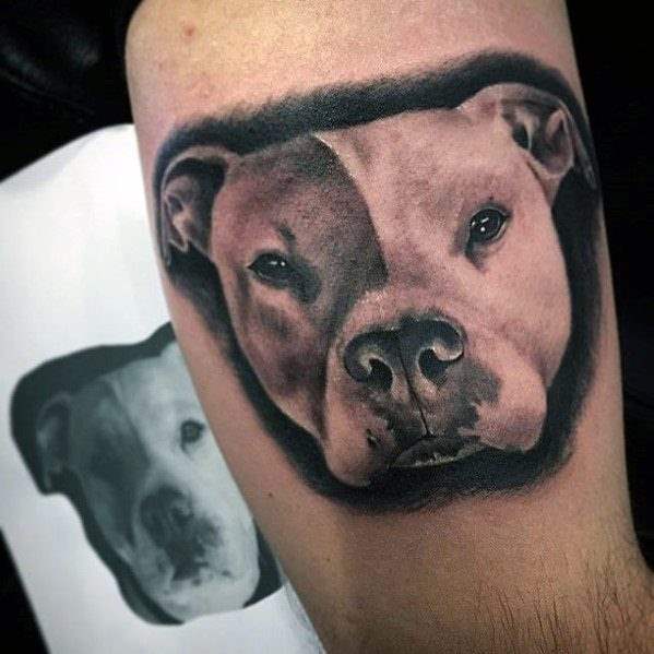 tatouage pitbull 02