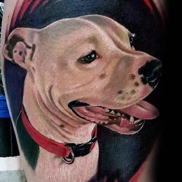 tatouage pitbull 101