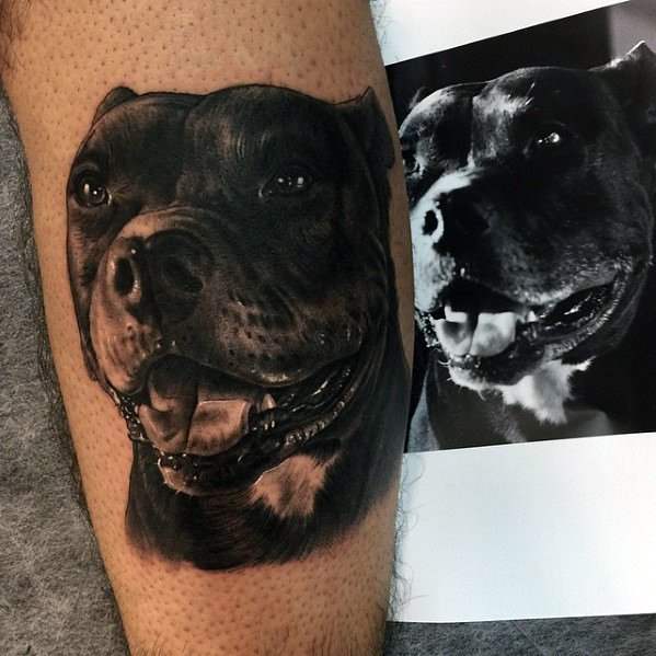 tatouage pitbull 113