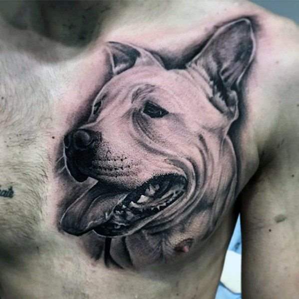 tatouage pitbull 14