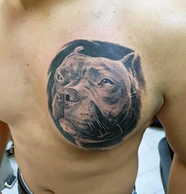 tatouage pitbull 143