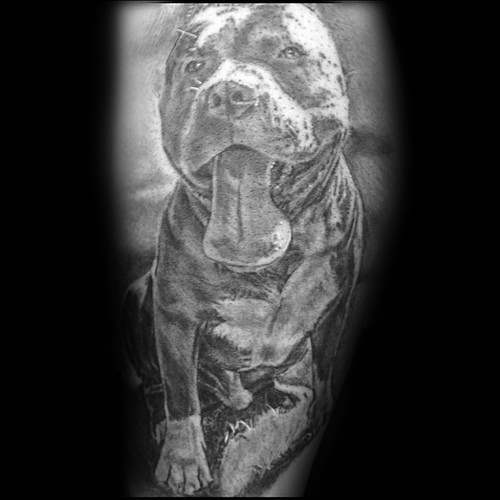 tatouage pitbull 50