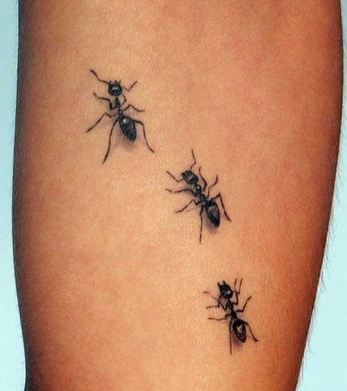 tatouage fourmis 190