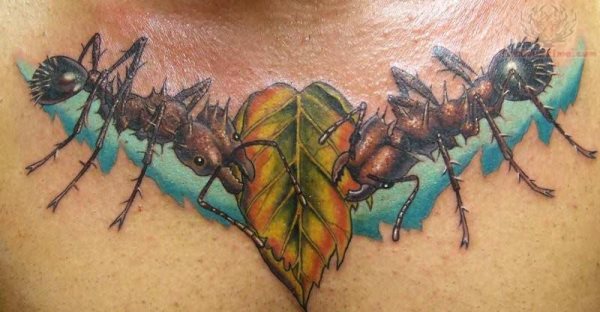 tatouage fourmis 38