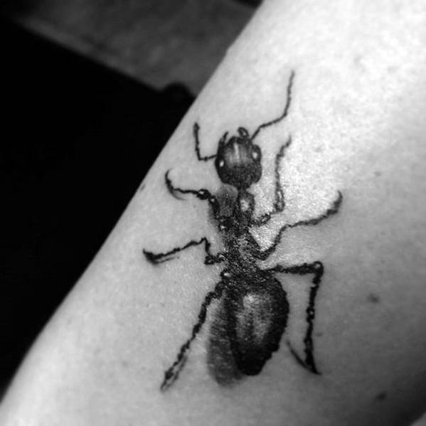 tatouage fourmis 54