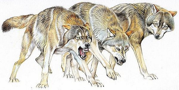 tatouage loup 545