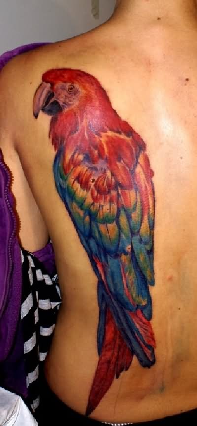 tatouage perroquet 104