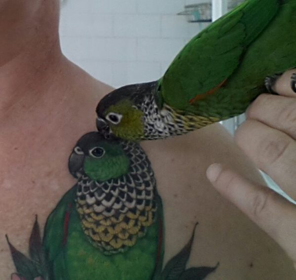 tatouage perroquet 374