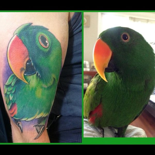 tatouage perroquet 377
