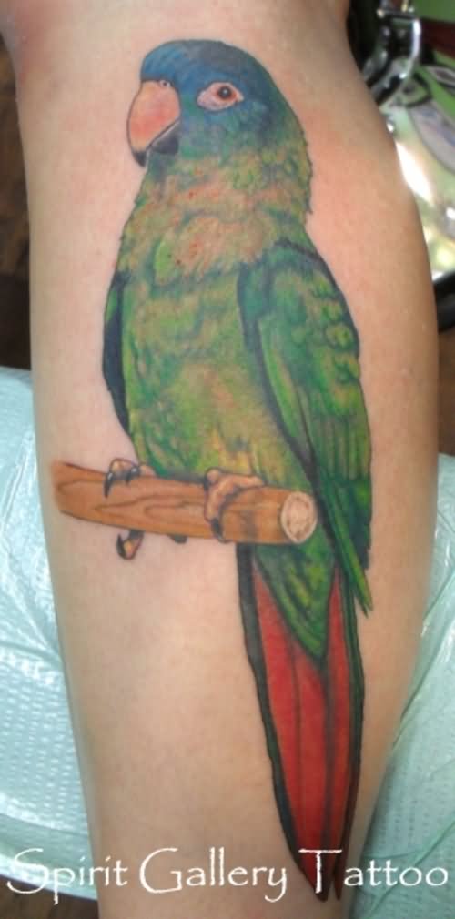 tatouage perroquet 392