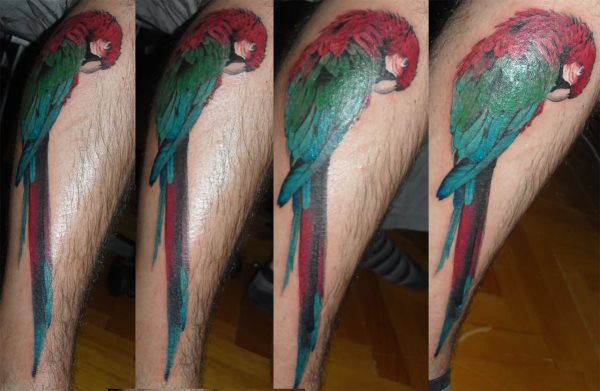 tatouage perroquet 50
