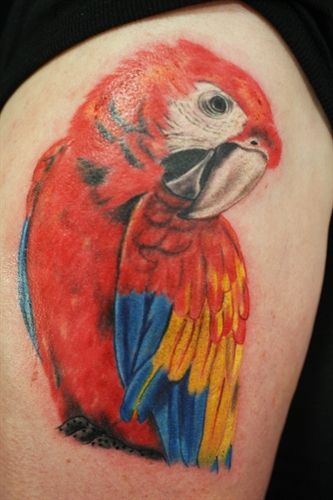tatouage perroquet 86