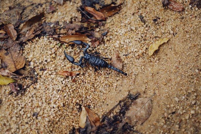 Rêver de scorpion noir - Signification et interprétation