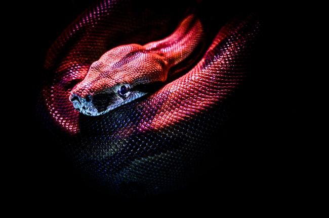 Rêver de serpent – Signification et interprétation