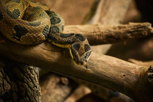 Rêver de serpent à sonnette: Signification et interprétation