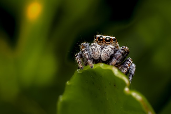 Rêver d'araignée – Signification et interprétation