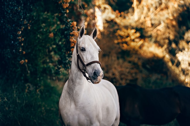 Rêver de cheval  –  Signification et interprétation