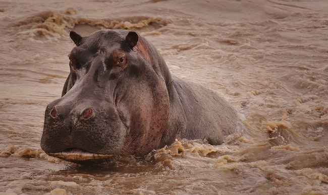 Rêver d'hippopotame : Comment l'interpréter? – Signification
