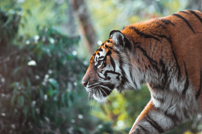 Rêver de tigre  –  Signification et interprétation
