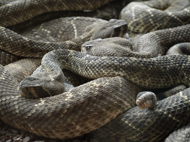 Rêver de serpent gris – Signification, interprétation