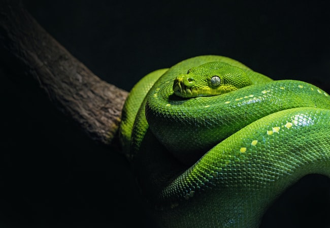 Rêver d'un serpent vert – Interprétation, signification