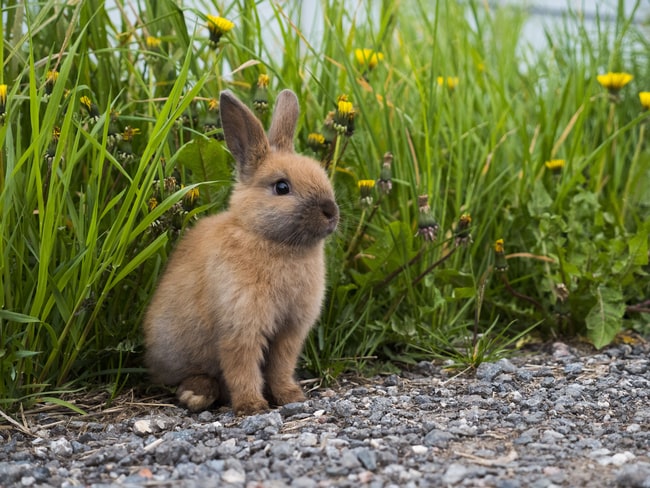 Rêver de lapin – Signification et interprétation onirique