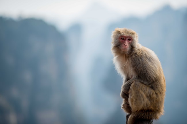 Rêver de singe – Signification et interprétation onirique