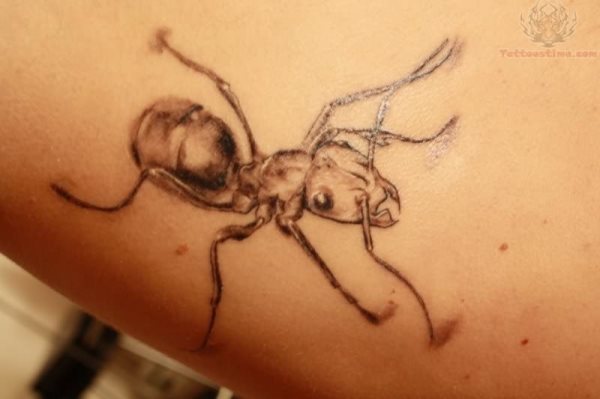 tatuaggio formica 108