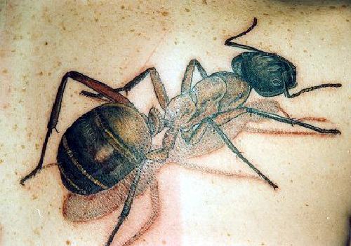 tatuaggio formica 160