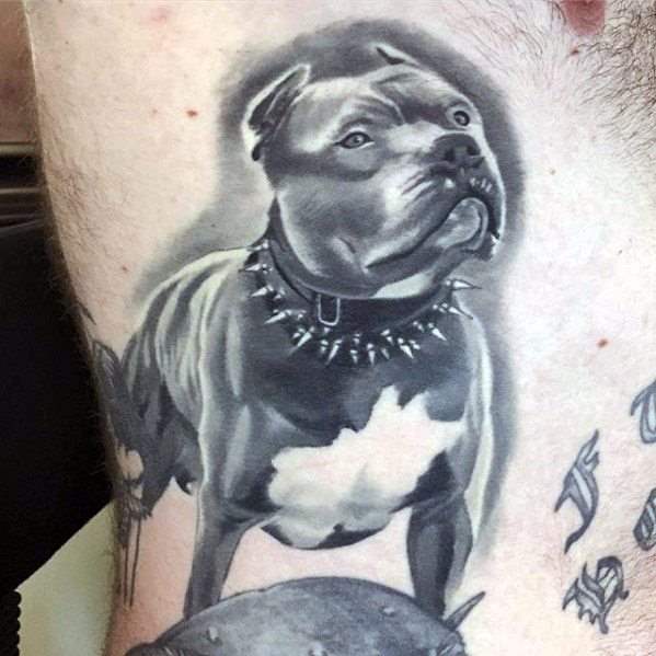 tatuaggio pitbull 110