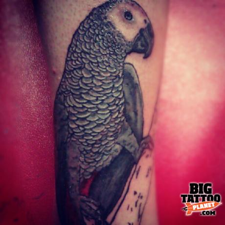 tatuaggio pappagallo 77
