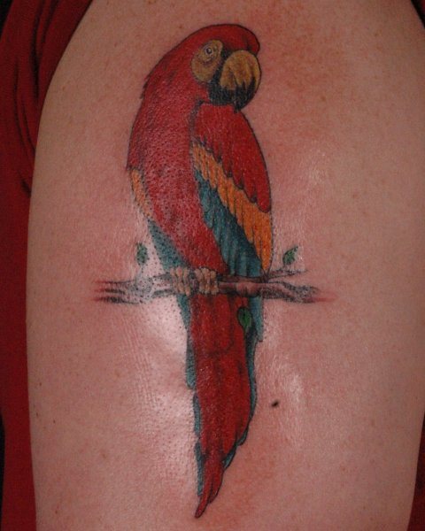 tatuaggio pappagallo 98